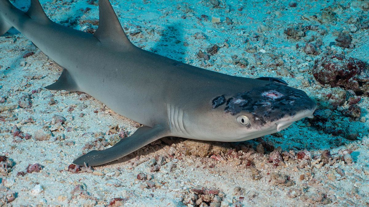 Mysterious skin disease plaguing sharks near popular dive spot