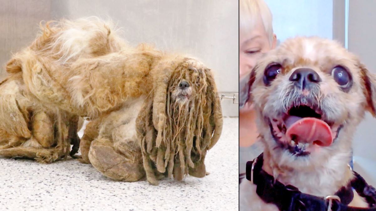 Unrecognizable stray dog that went viral gets storybook ending | CNN