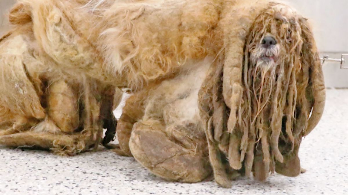 Believe it or not, there's a stray dog under this mess of hair | CNN  Business