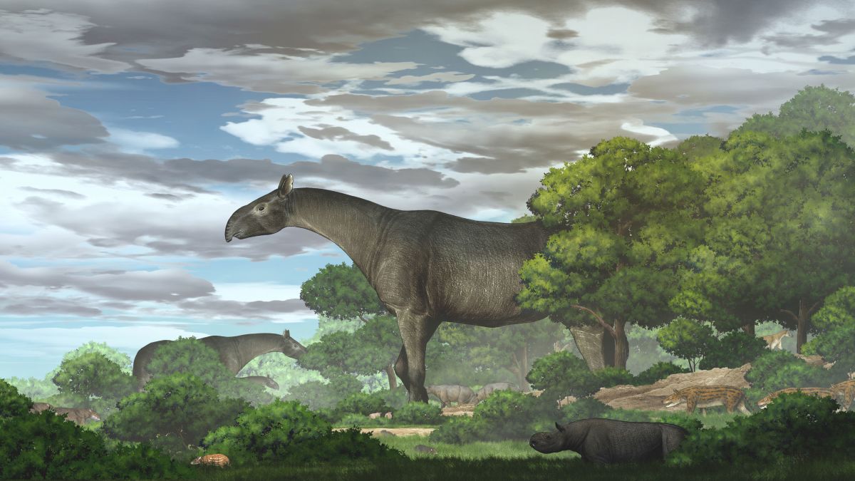 A giant prehistoric rhino was the biggest ever land mammal | CNN