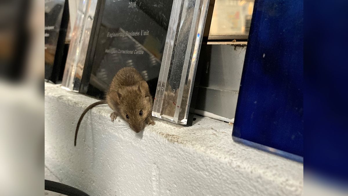 Mouse Plague Forces Prison Evacuation In Australia