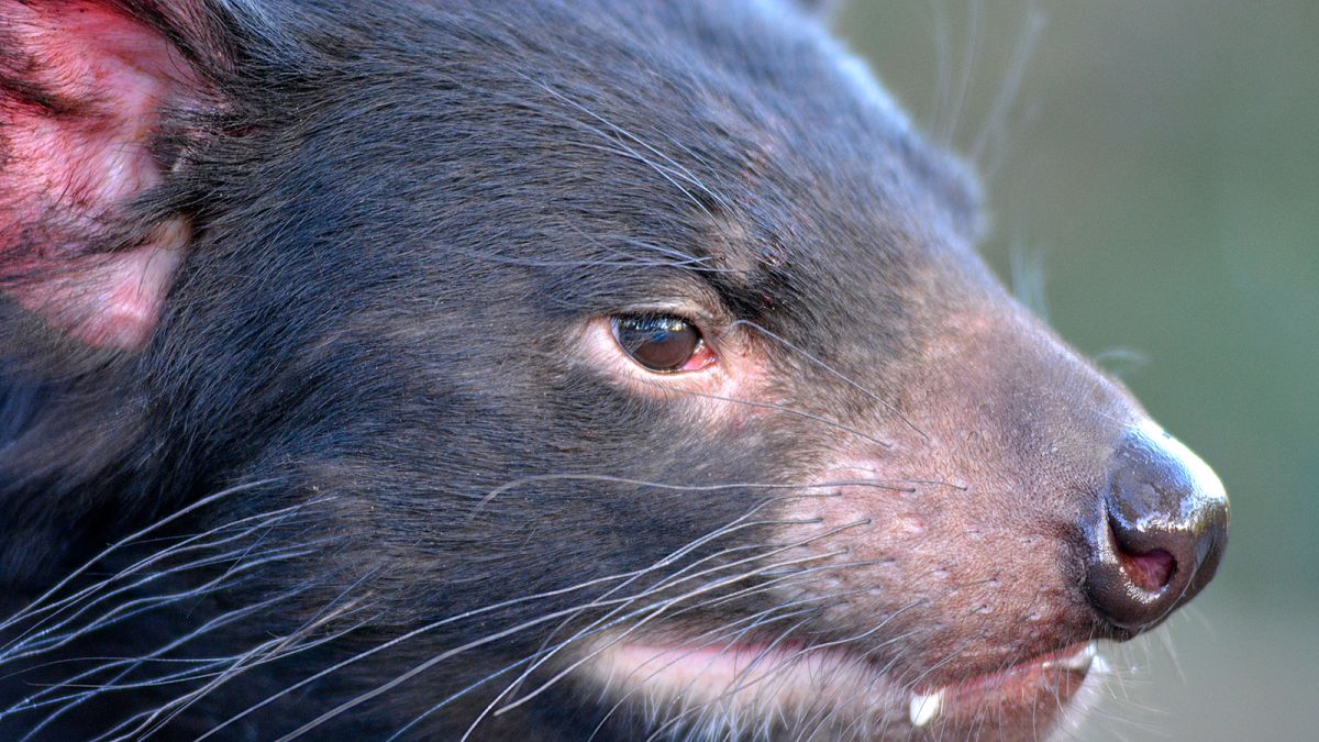 The secret life of Tasmanian devils is hiding in their whiskers