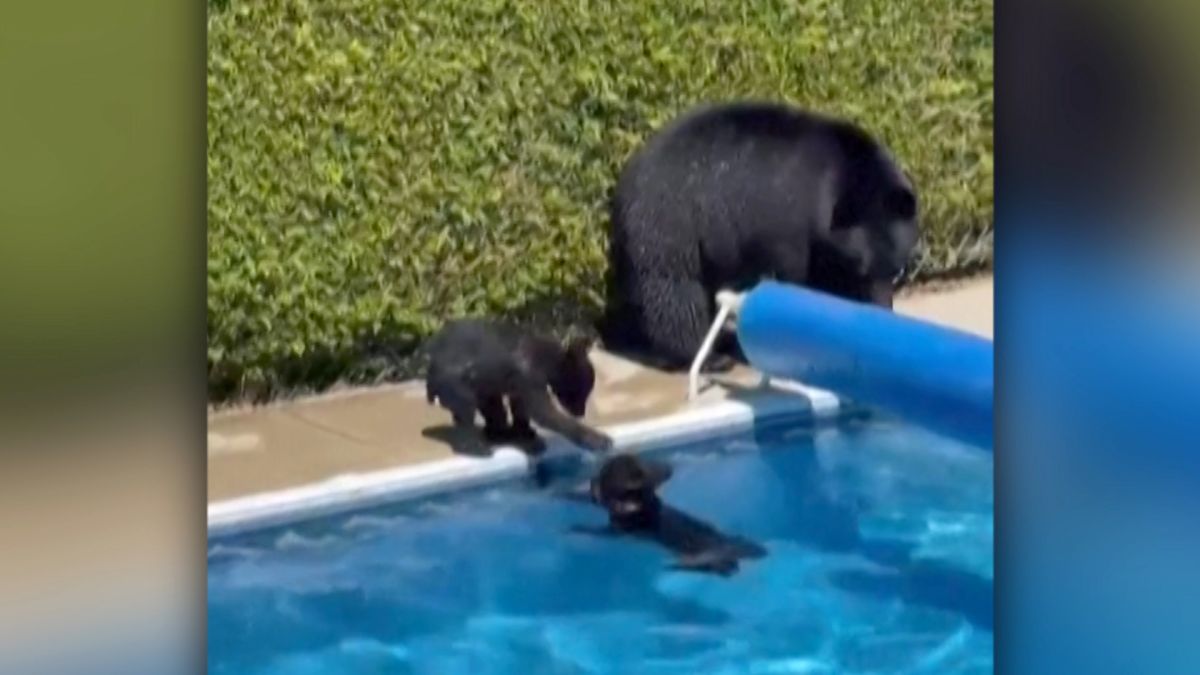 Watch bears take a dip as temperatures soar | CNN