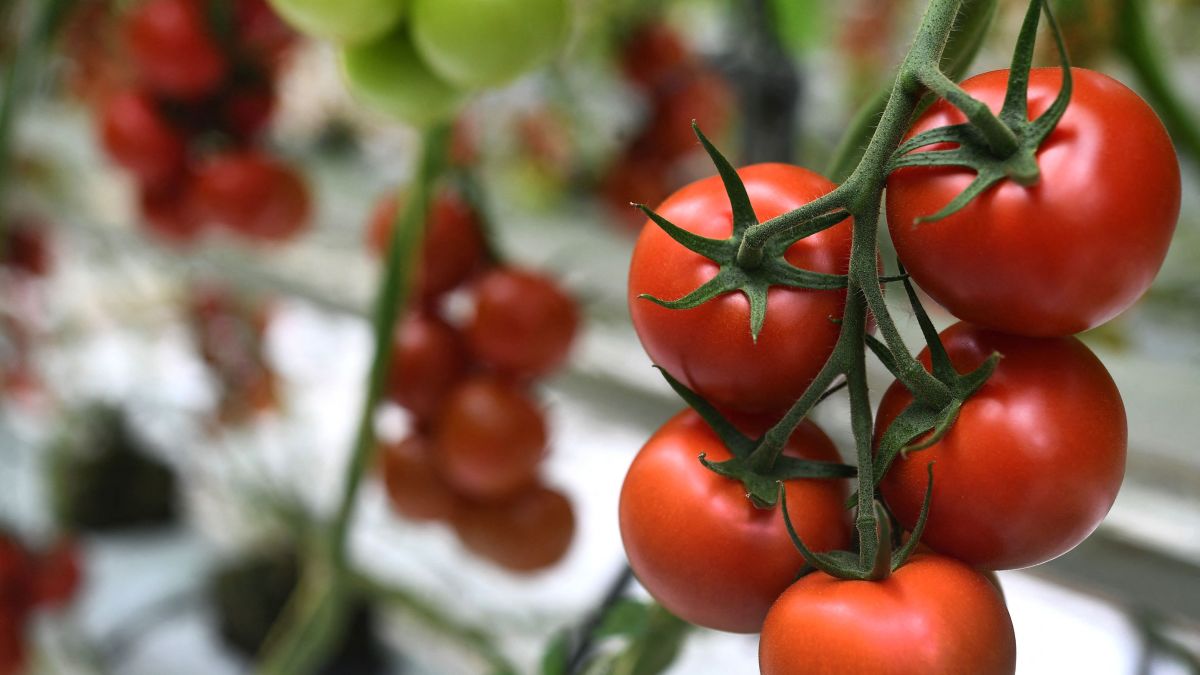Tomato Press: 5 Best of 2021 + The Many Uses & Why You Need One