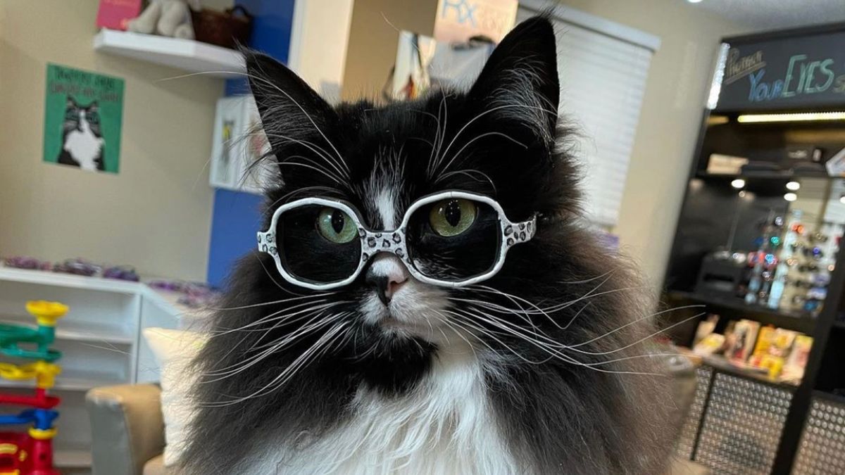 101 Cats Wearing Sunglasses | Cat wearing glasses, Cat glasses, Cute cats-tuongthan.vn