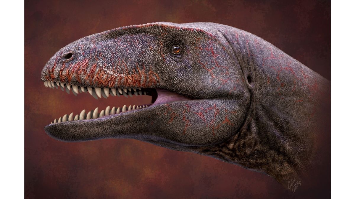 Newly discovered dinosaur with shark-like teeth was the T. rex of its day |  CNN