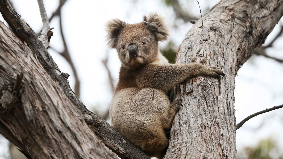 Koala - The Australian Museum
