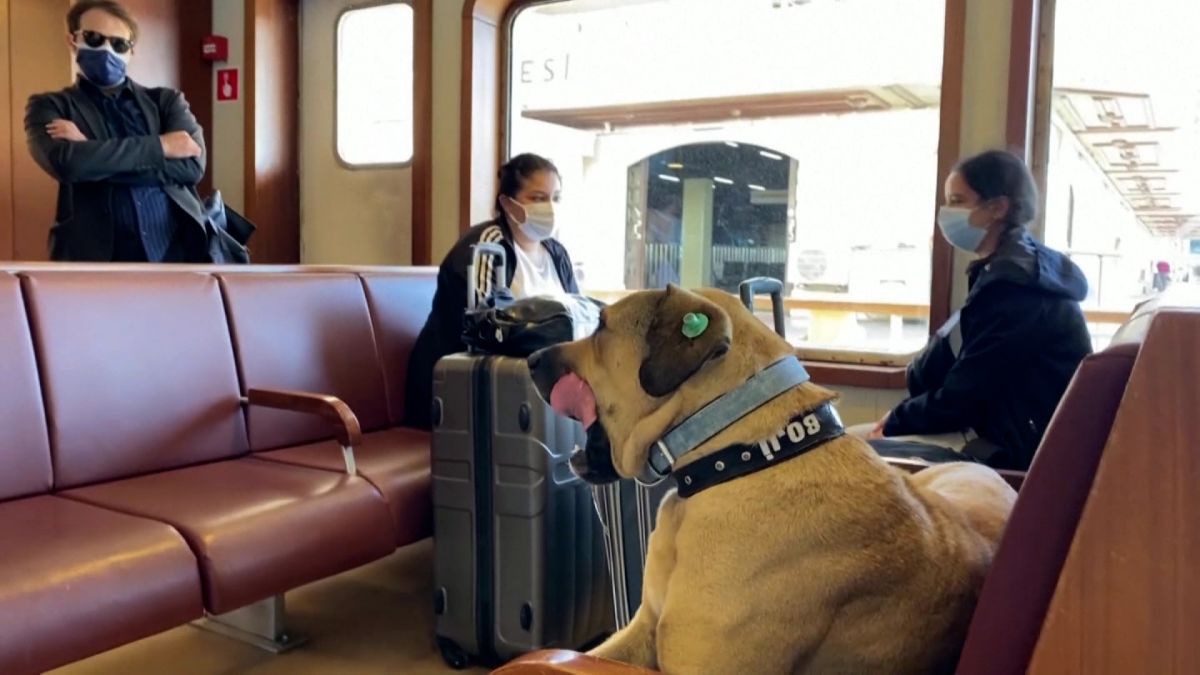 Perrito turista recorre Estambul en transporte público (VIDEO)