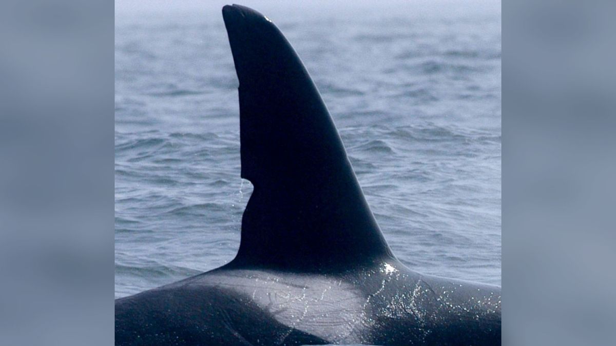 A group of little-known killer whales have been identified as big hunters  of the sea | CNN