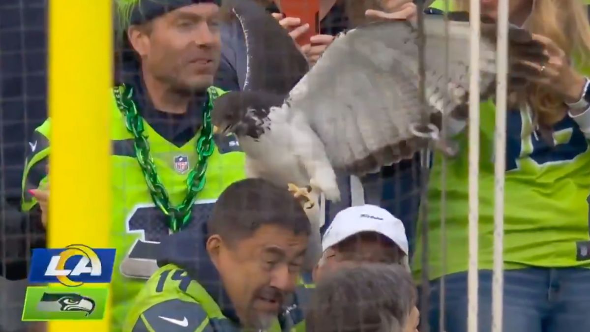 Seahawks' real-life hawk mascot, Taima, flies into the stands and lands on  a football fan