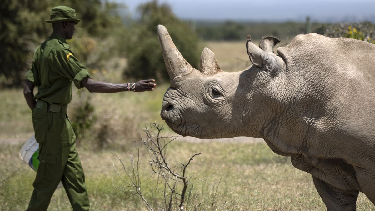 Rhino northern white Resurrecing the