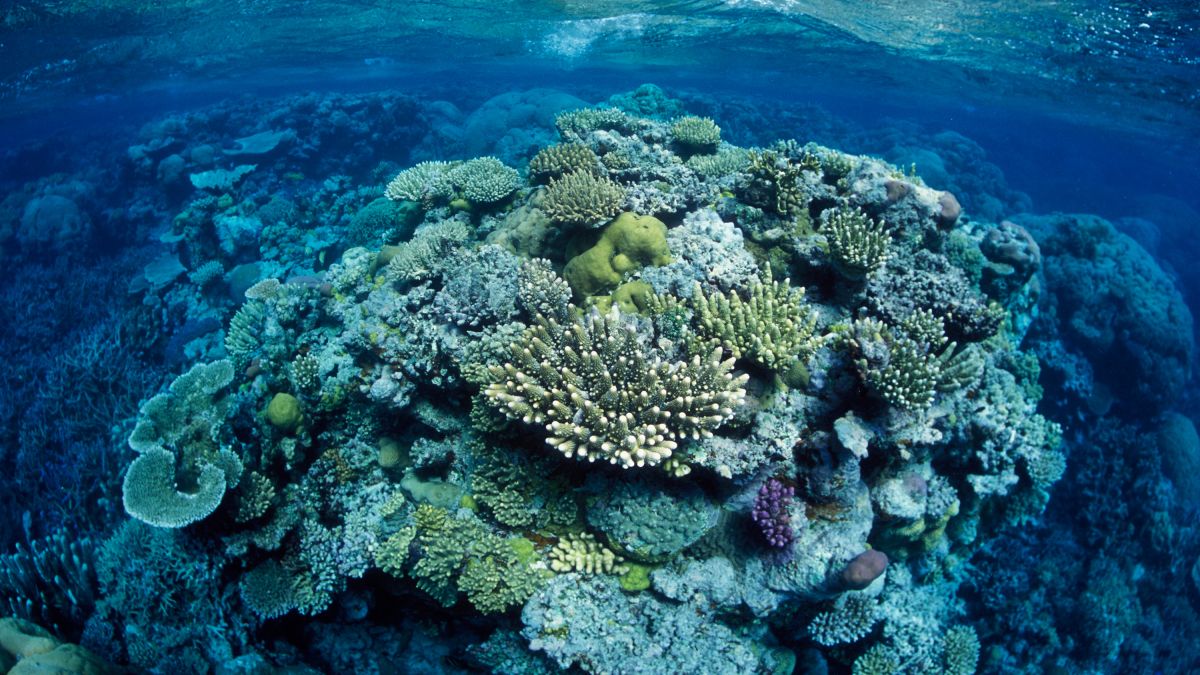 Острова большого рифа. Большой Барьерный риф. Большой Барьерный риф Австралия. Коралловый риф в Австралии. Грейт барьер риф.