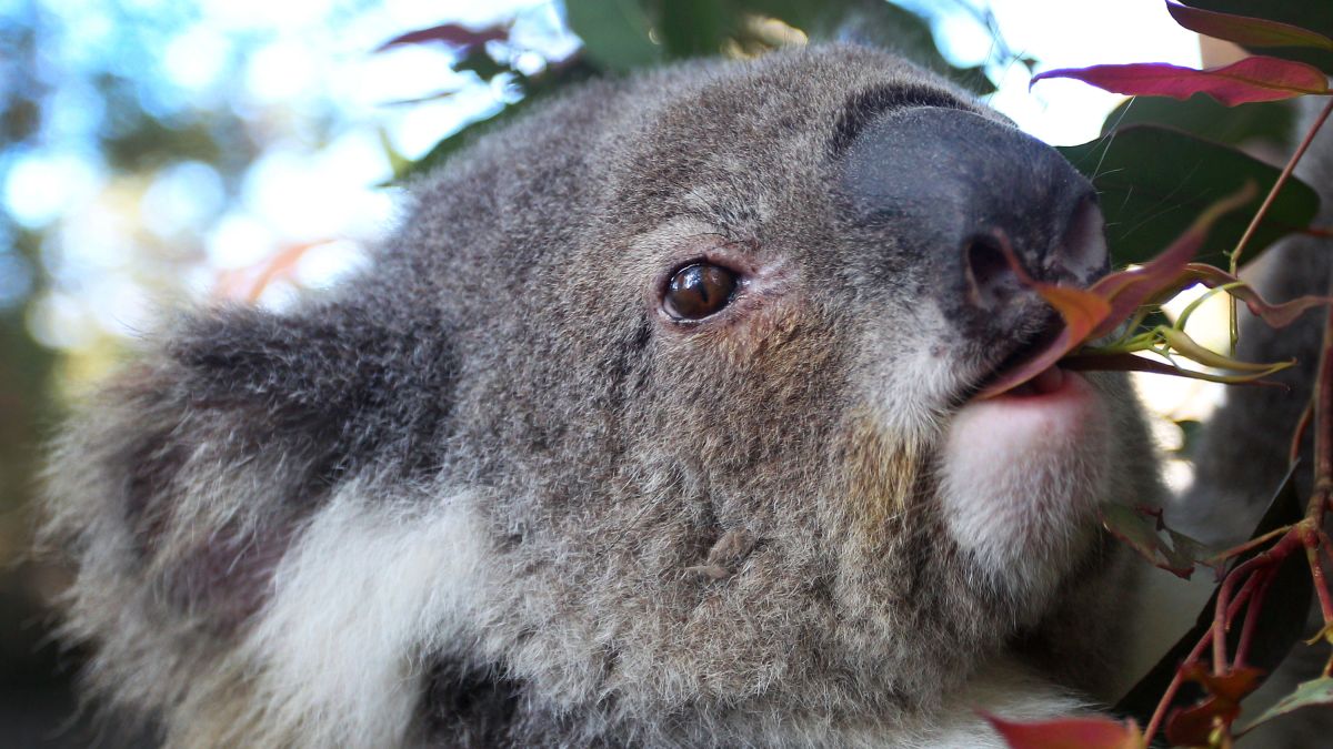 Koalas are dying from chlamydia and climate change is making it worse | CNN