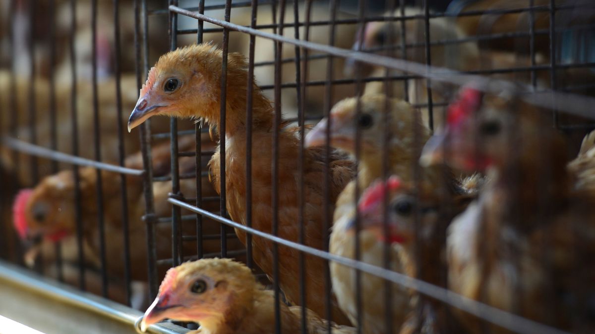 Bird Flu Spreads In Europe And Asia Putting Poultry Industry On Alert Cnn