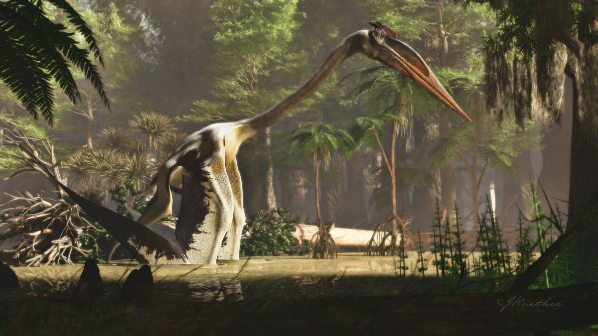 Pterosaurs could launch themselves 8 feet to soar through the air