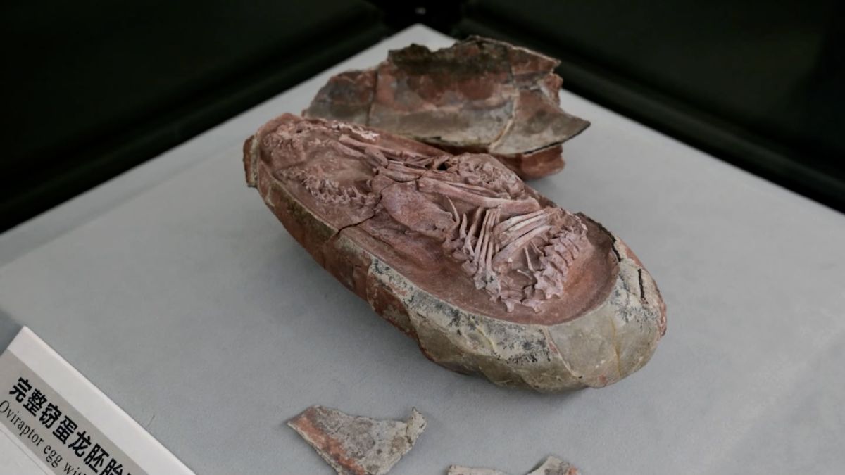 See inside rare dinosaur egg fossil | CNN