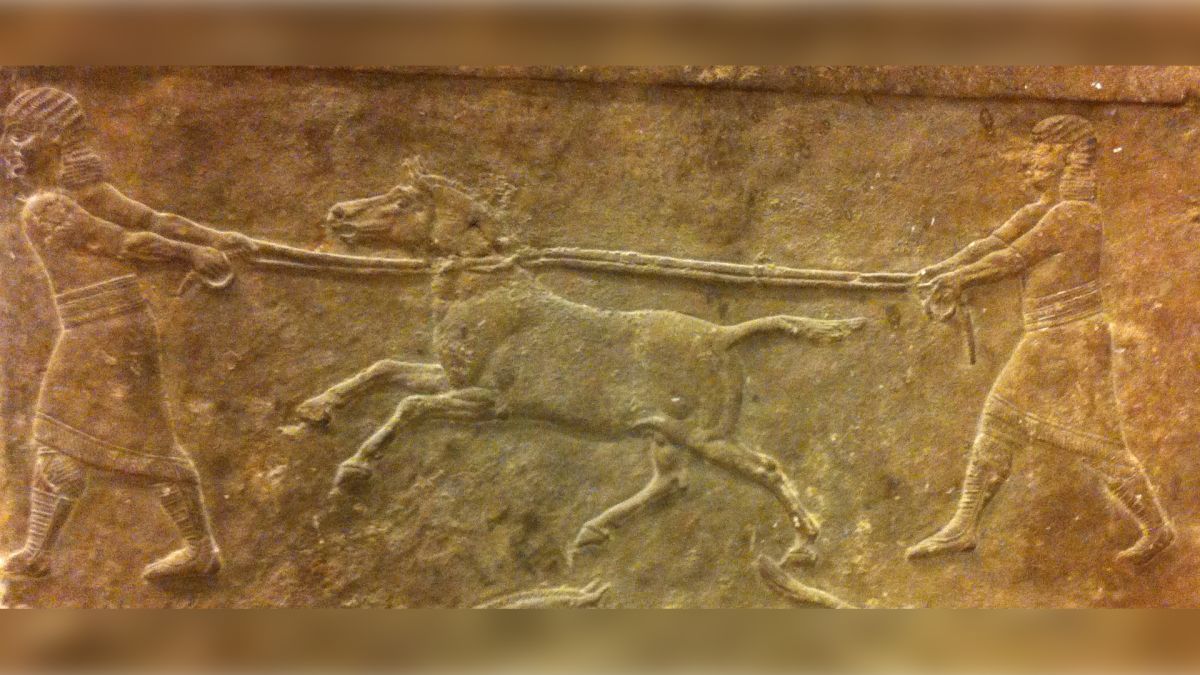 DNA sequencing solves mystery of earliest hybrid animal's identity | CNN