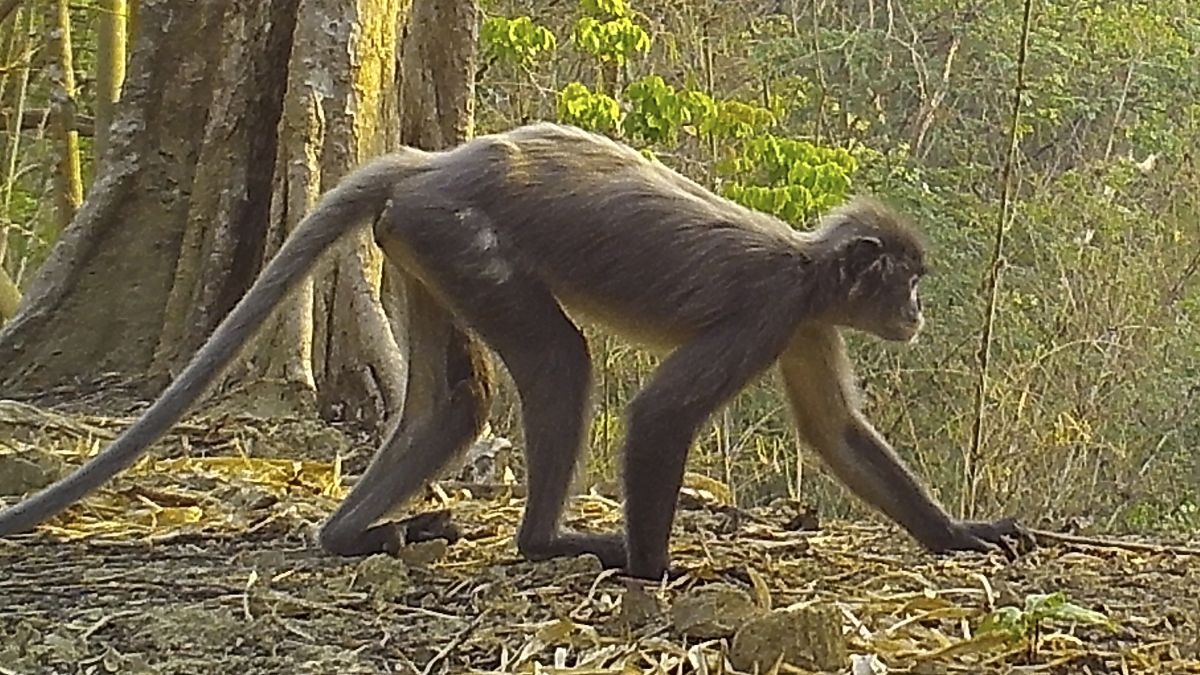 New monkey discovered