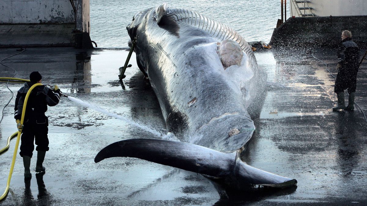 Iceland suspends annual whale hunt