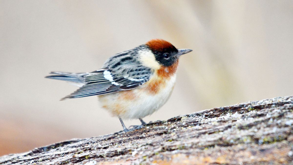 Birds with bigger brains may cope with climate crisis better ...