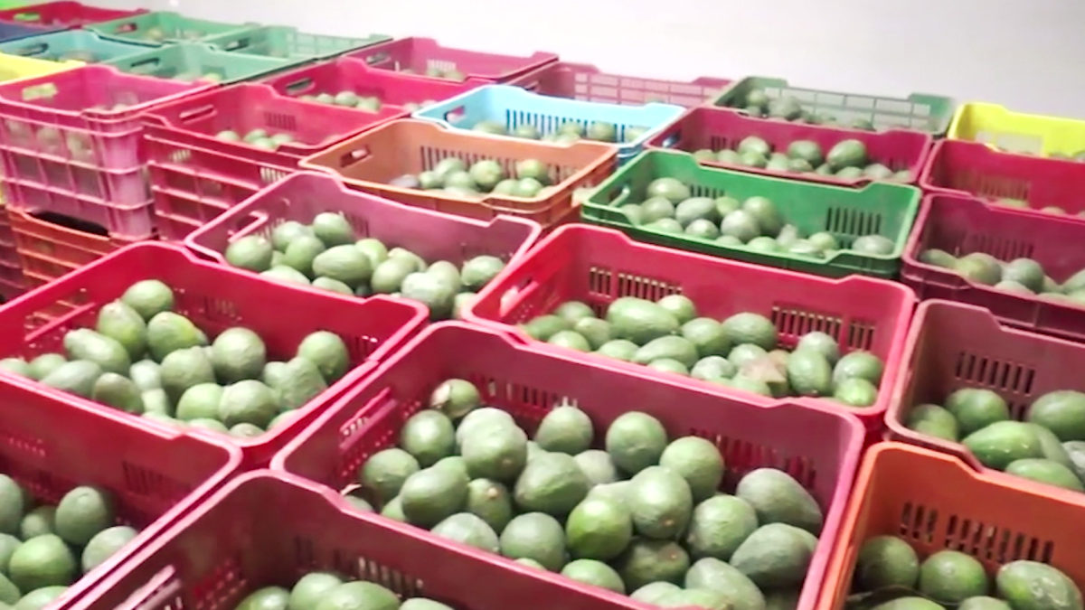 AGUACATE DE MICHOACÁN MEXCO - COMERCIALIZADORA DE AGUACATE