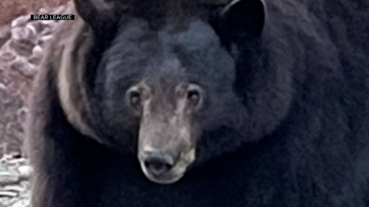 Hank the Tank, a 500-pound bear, was blamed for Lake Tahoe break-ins. But  DNA evidence tells a different story | CNN