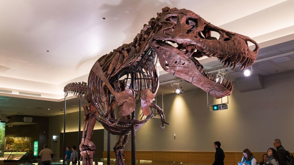 Tyrannosaurus rex might be one species, not three, after all