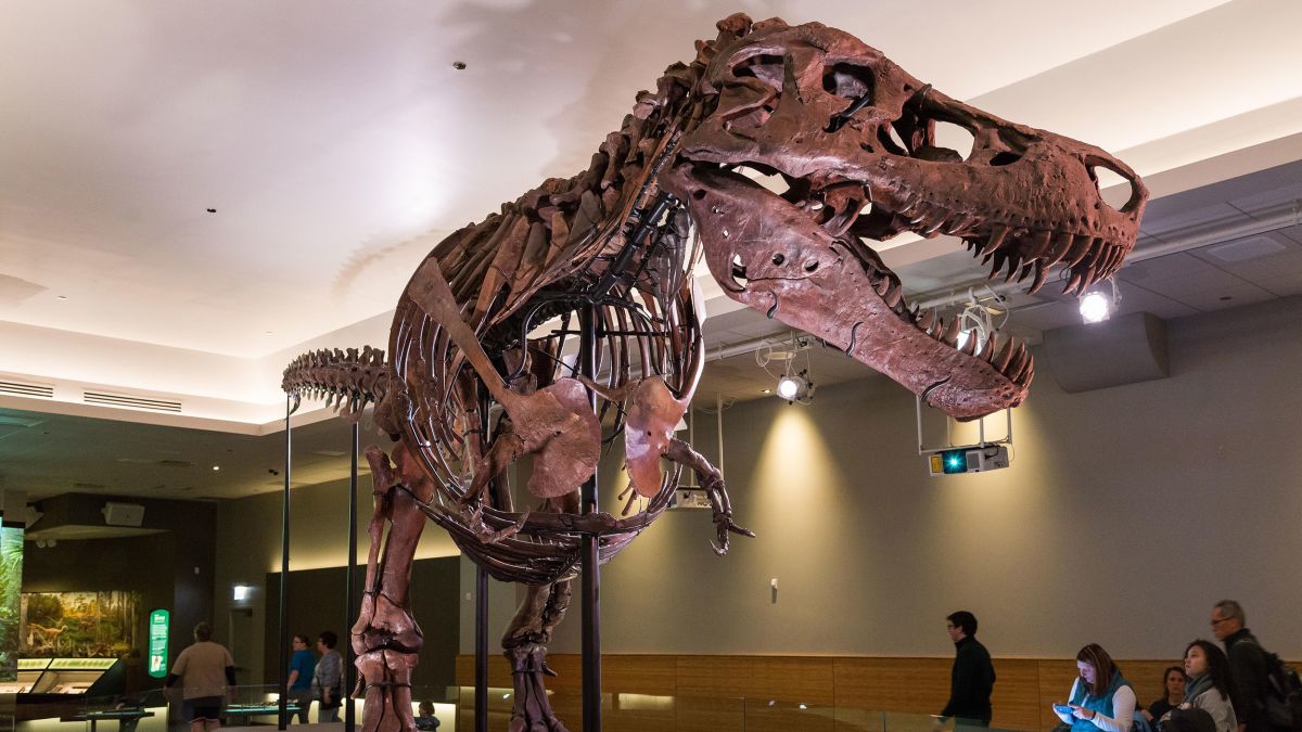 Tyrannosaurus rex might be one species, not three, after all