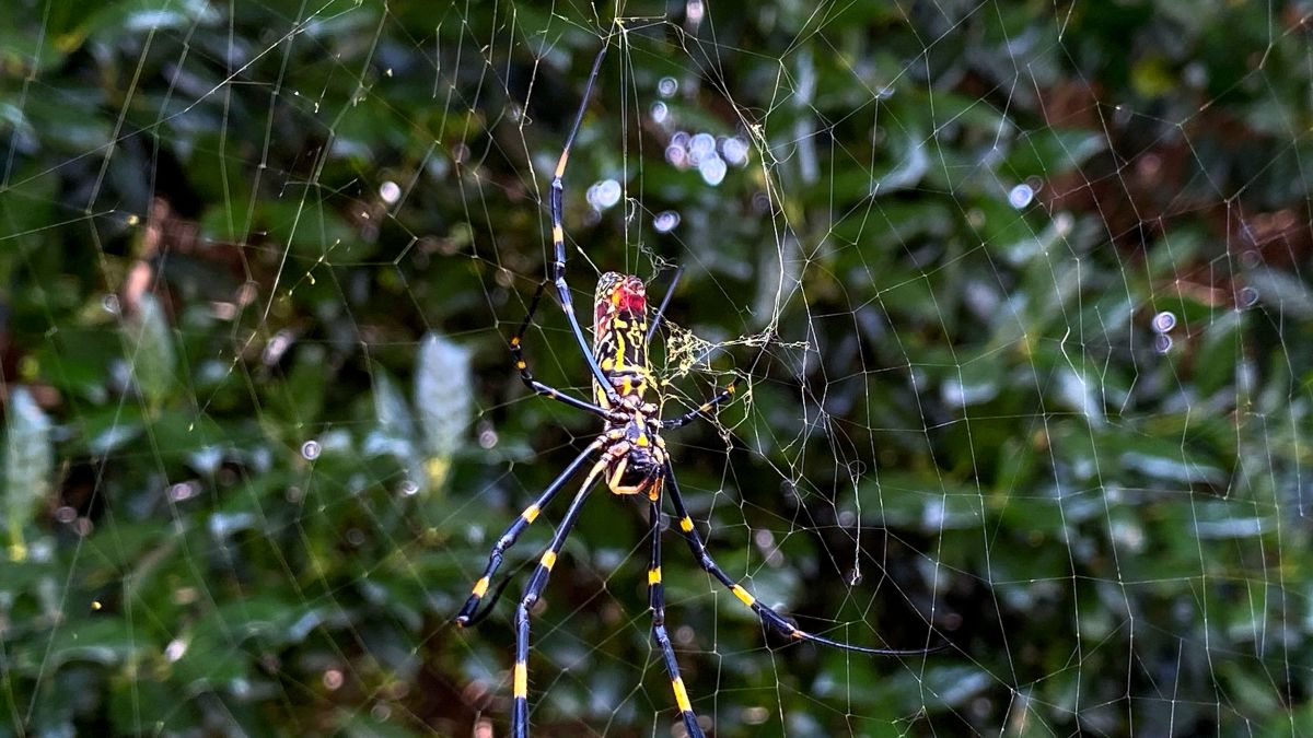 Giant venomous Jorō spiders are infiltrating parts of the US ...
