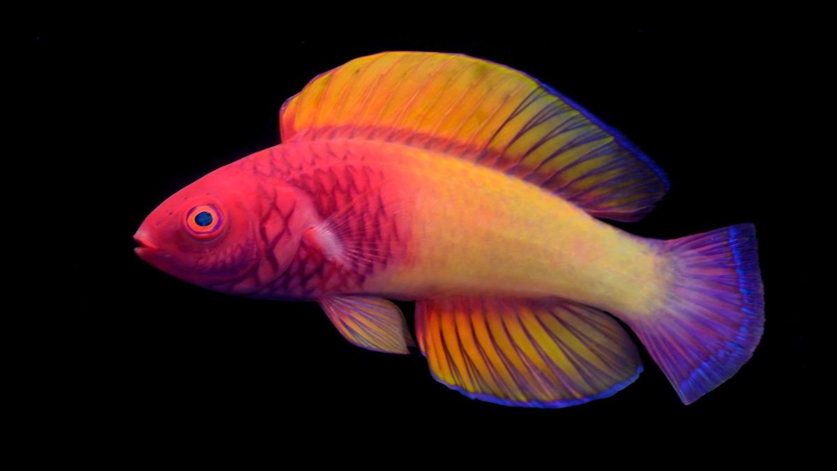 New rainbow-colored fish lives in the ocean's 'twilight zone