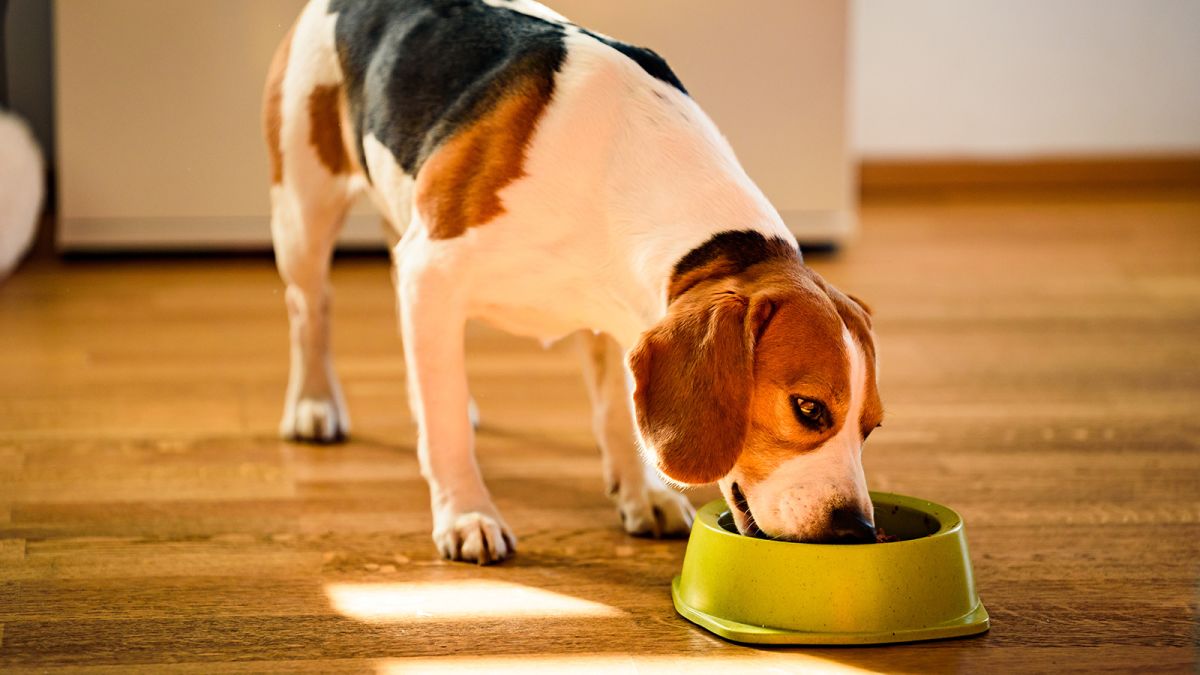 Bacteria Alert: Why You Need to Keep Your Dirty Dog Bowls Clean