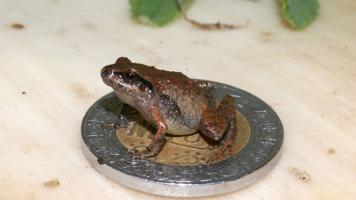 Six new species of miniature frog have been discovered in Mexico