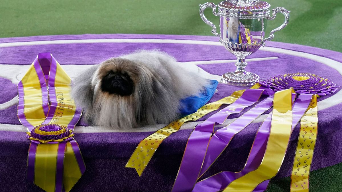 How To Watch European Dog Show 2023 Live 