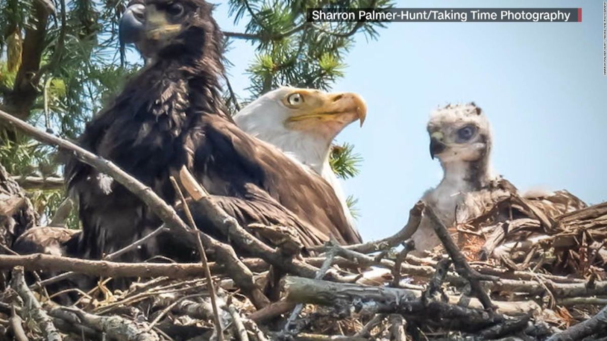 Bebé halcón llegó a un nido de águilas para ser devorado, pero terminó  siendo adoptado - CNN Video