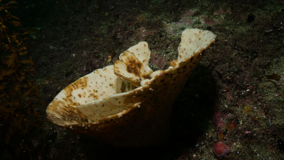 Sea sponges spew slow-motion snot rockets to clear out their pores