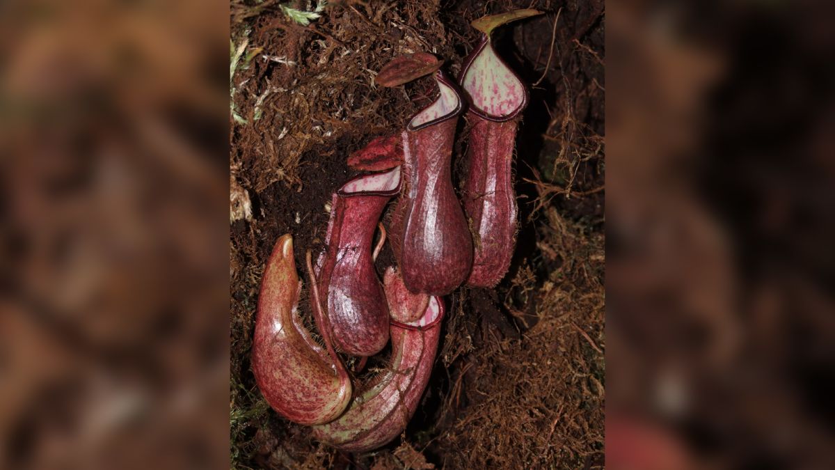 1st Carnivorous Plant Identified In 20 Years Grows Near Vancouver