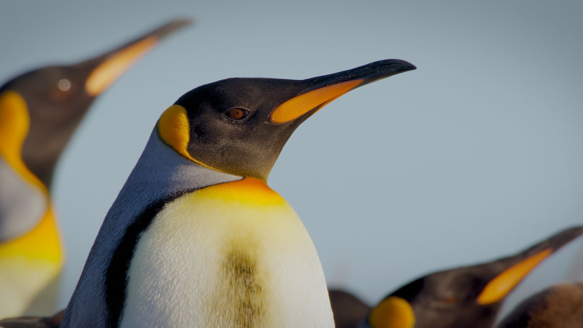 Tulipaner Anvendelse Tegne forsikring Meet the adorable penguins living across Patagonia | CNN