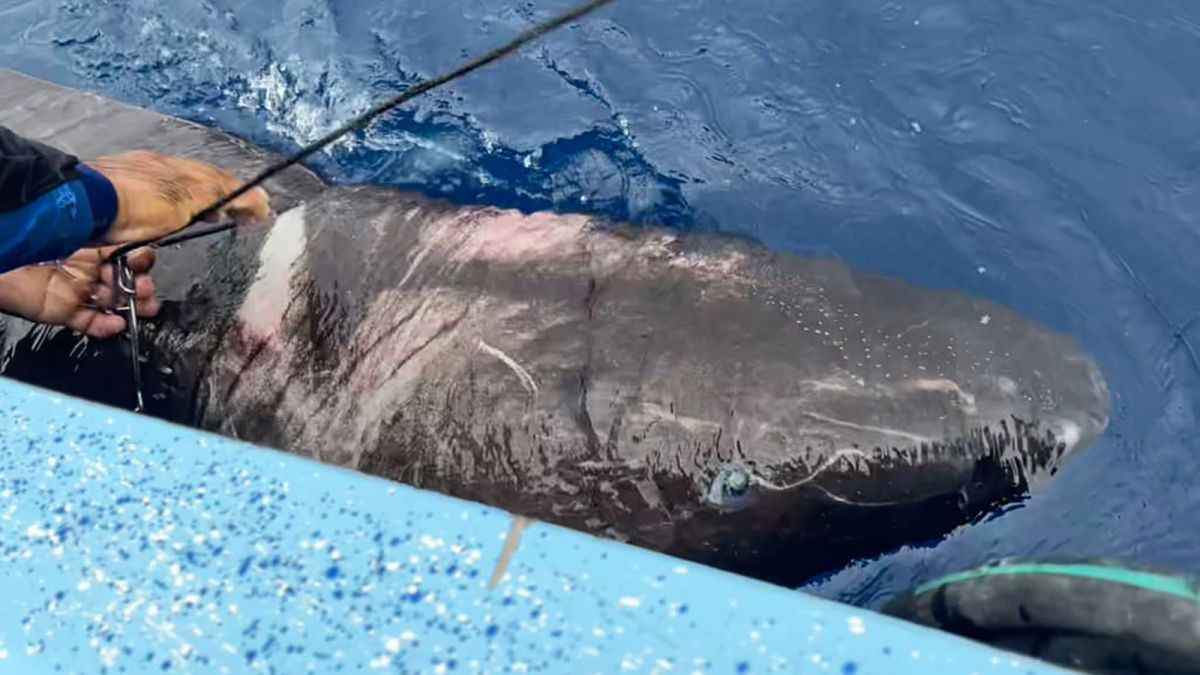 A mysterious Greenland shark showed up in Belize, thousands of miles from  its arctic home | CNN