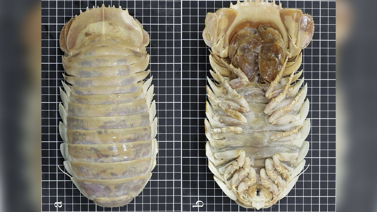 New species of giant deep-sea isopod discovered in the Gulf of Mexico | CNN