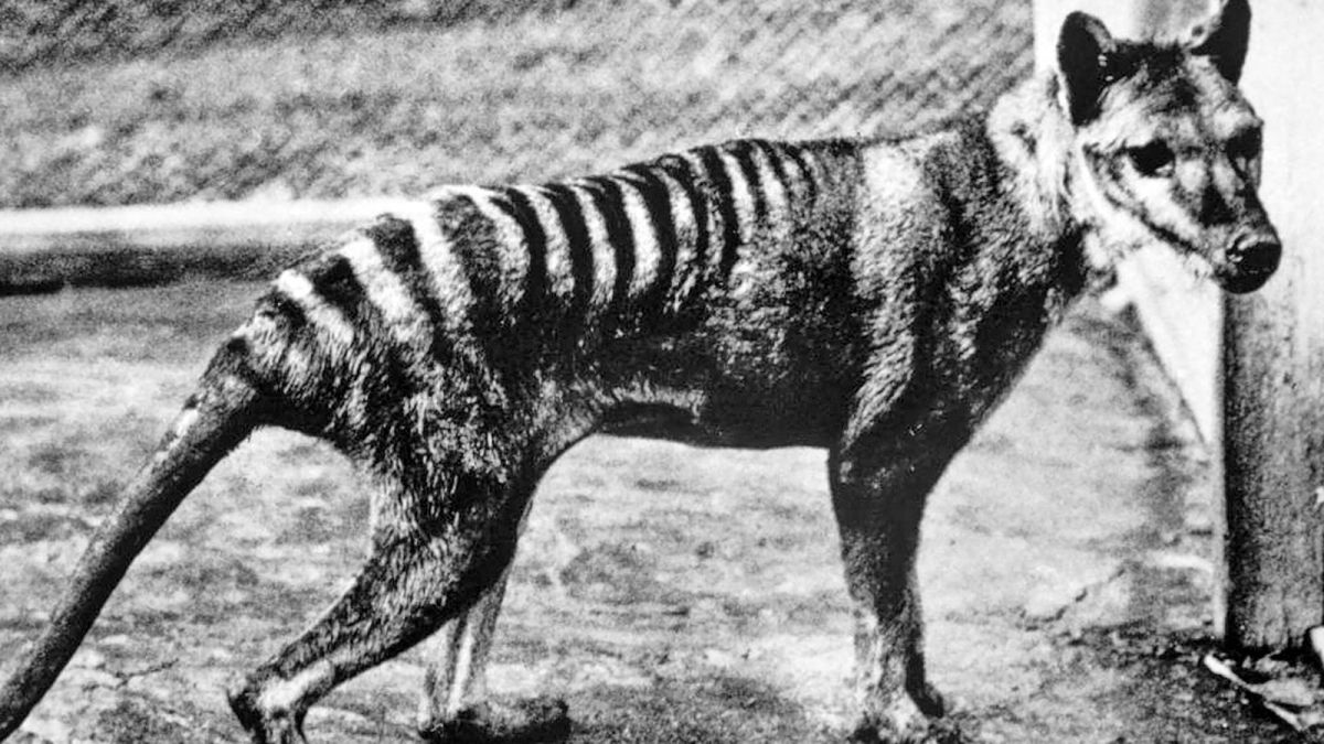 Tasmanian tiger could be resurrected from extinction | CNN