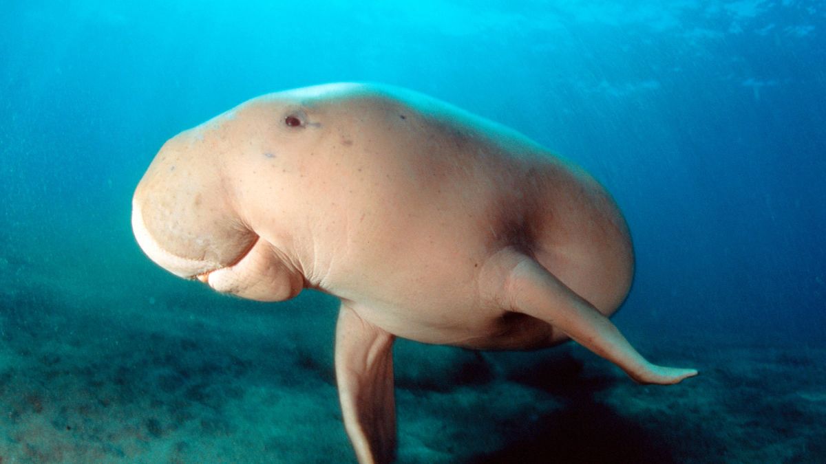 Dugongs functionally extinct in Chinese waters, study finds | CNN