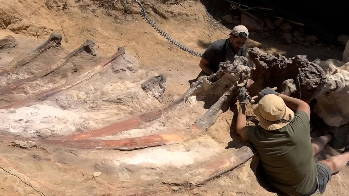 Paleontologists discover sauropod dinosaur bones in Europe | CNN