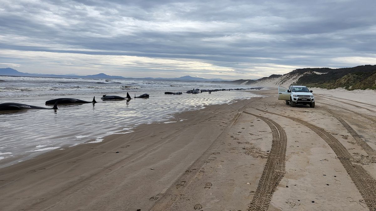 Why Did 150 Whales Strand Themselves on Australia's Coast? - The Atlantic