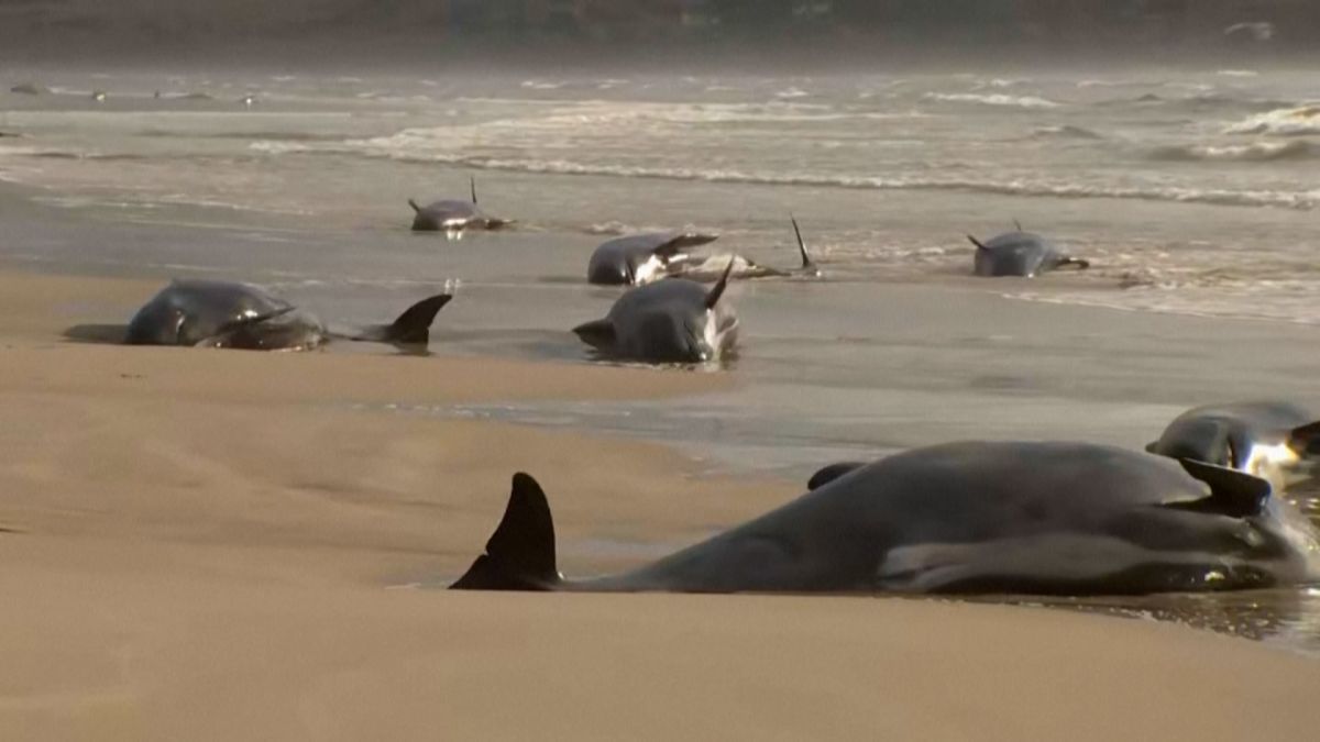 Nearly 400 whales are dead in mass stranding off coast of Australia - ABC  News