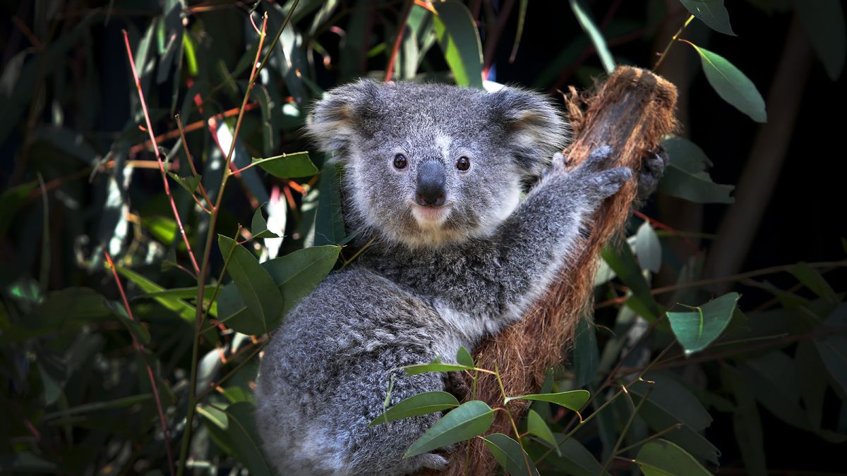 Australia commits to zero extinctions with new plan to protect 30% of land  | CNN