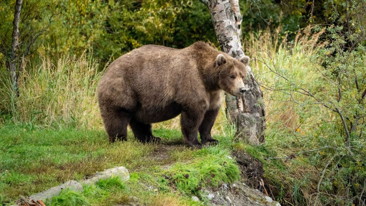 Fat Bear Week 2022: A guide to the grizzly competition : NPR