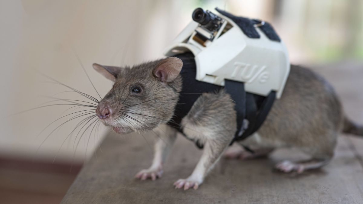 View of a rat catcher holding a cage of rats which is being