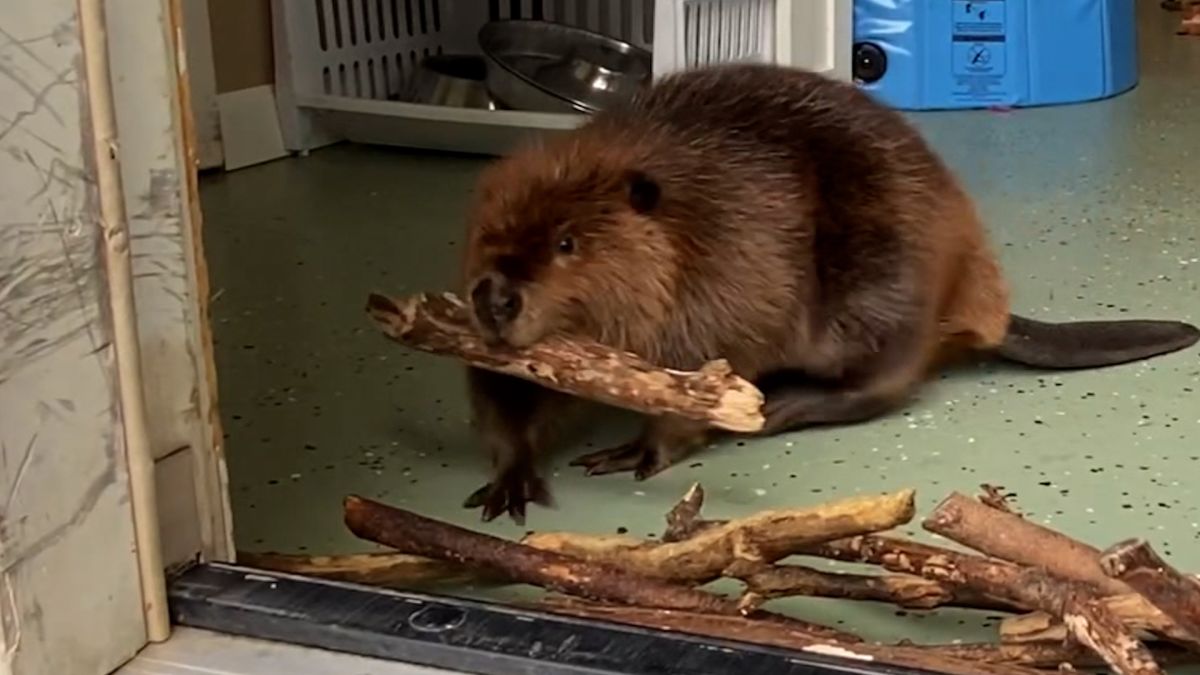 Watch Baby beaver builds makeshift dam to keep her nemesis out