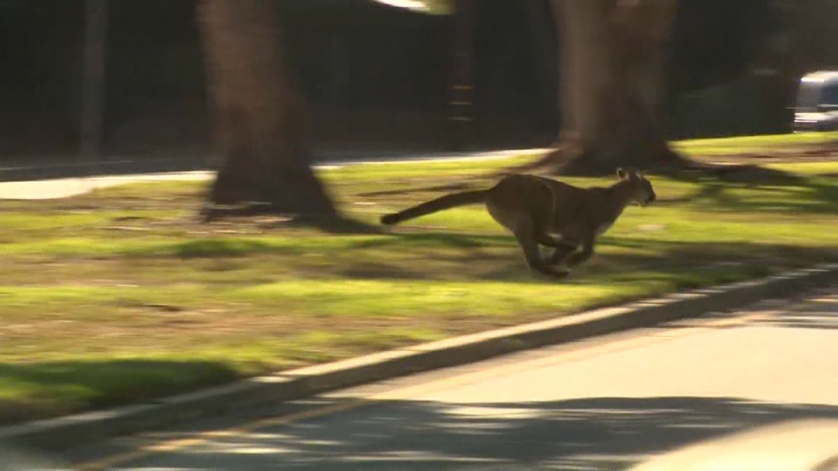 Mountain lions, bobcats share neighborhood, The Daily Courier