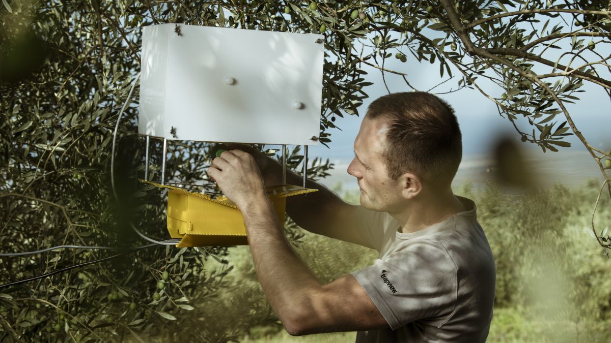 Trapview: Can an AI-powered insect trap solve a $220 billion pest